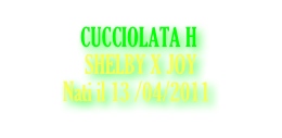              CUCCIOLATA H
              SHELBY X JOY
Nati il 13 /04/2011