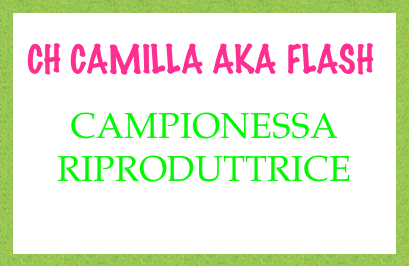 
 CH CAMILLA AKA FLASH

CAMPIONESSA RIPRODUTTRICE