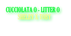 CUCCIOLATA O - LITTER O
          SHELBY X TOBY
