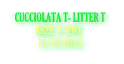 CUCCIOLATA T- LITTER T
            BREE X SIWI
             11/12/2015