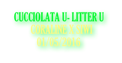 CUCCIOLATA U- LITTER U
          CORALINE X SIWI
             01/05/2016