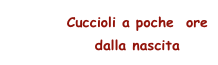 Cuccioli a poche  ore
              dalla nascita