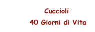       Cuccioli 
       40 Giorni di Vita