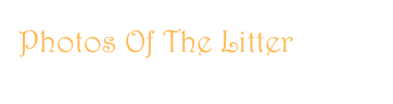 Photos Of The Litter
Click Here - Clicca Qui 