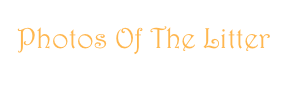 Photos Of The Litter
Click Here - Clicca