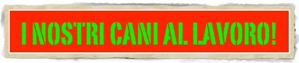 I NOSTRI CANI AL LAVORO!