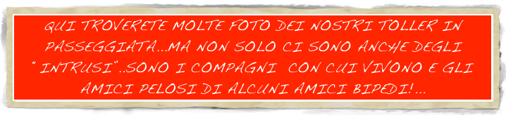 QUI TROVERETE MOLTE FOTO DEI NOSTRI TOLLER IN PASSEGGIATA...MA NON SOLO CI SONO ANCHE DEGLI “INTRUSI”..SONO I COMPAGNI  CON CUI VIVONO E GLI AMICI PELOSI DI ALCUNI AMICI BIPEDI!...
