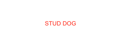 ITCH LUXCH CIECH STEVE McQUEEN Di CASA TOLLER AKA DUSTIN
STUD DOG
(OWN- BRED)