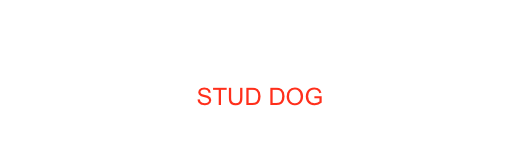 JITCH MNG CH Roan The Nordic Hunter 
Di casa Toller
STUD DOG
