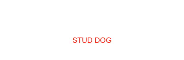 JRSMCH ITCH CIECH RSMCH RCICH-10 VICE WW-13 EUROPEAN WINNER 2013 MULTI BOB MULTI BISS-2 MULTI BOG-2 JOY FULL BAILEY
STUD DOG
