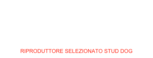 MULTI BISS MULTI VBISS SOC.CH 
#1 TOLLER RCI 2017
#1 RETRIEVER RCI 2017
#1 VETERAN ALL RETRIEVERS RCI 2017 JRSMCH ITCH VITCH FRCH CIB CIE R.CC R.BM CRUFTS 2016 RED PASSION AKA NANO
RIPRODUTTORE SELEZIONATO STUD DOG 
