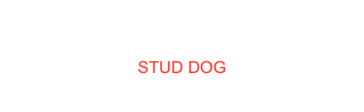 ITCH CIECH MANITOU’S SIWILI DEL VECCHIO MULINO AKA SIWI
STUD DOG
