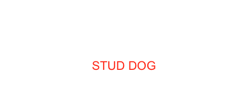JITCH VICE JWW-13 WELCOME TO THE JUNGLE DI CASA TOLLER
AKA CODY
STUD DOG 
(OWN- BRED)