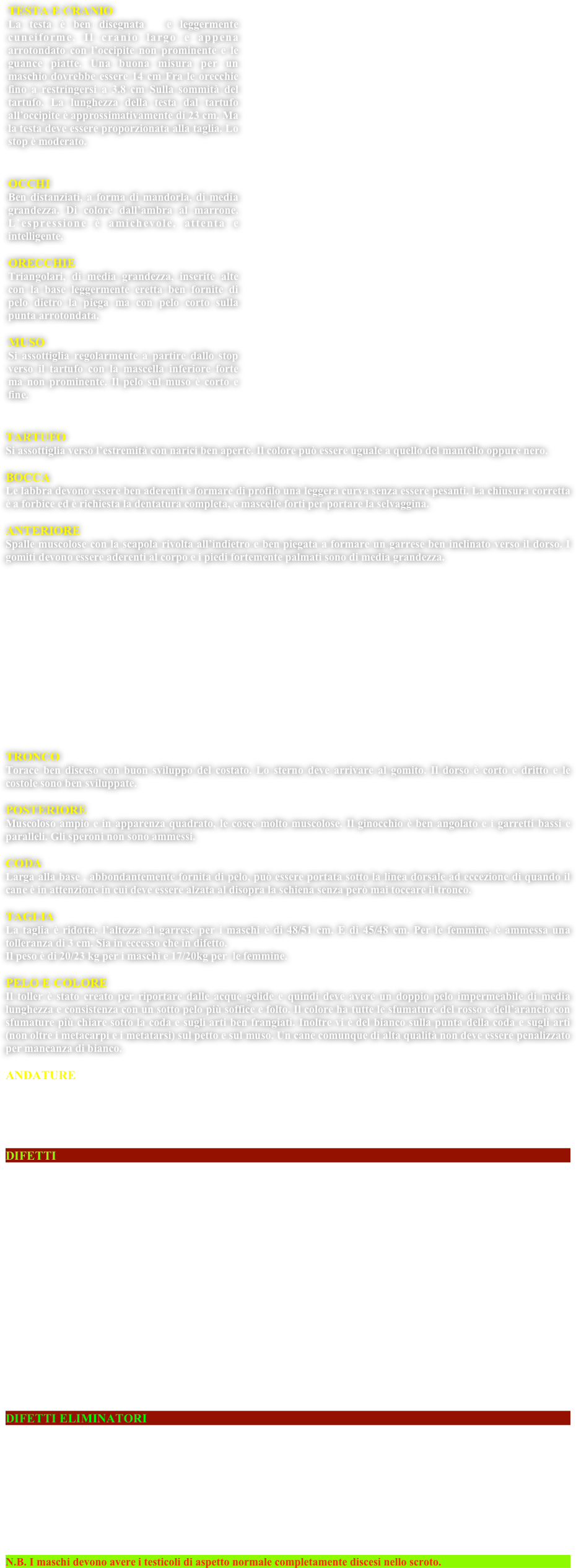 ￼
￼

TARTUFO
Si assottiglia verso l’estremità con narici ben aperte. Il colore può essere uguale a quello del mantello oppure nero.

BOCCA
Le labbra devono essere ben aderenti e formare di profilo una leggera curva senza essere pesanti. La chiusura corretta è a forbice ed è richiesta la dentatura completa, e mascelle forti per portare la selvaggina.

ANTERIORE 
Spalle muscolose con la scapola rivolta all’indietro e ben piegata a formare un garrese ben inclinato verso il dorso. I gomiti devono essere aderenti al corpo e i piedi fortemente palmati sono di media grandezza.














TRONCO
Torace ben disceso con buon sviluppo del costato. Lo sterno deve arrivare al gomito. Il dorso è corto e dritto e le costole sono ben sviluppate.

POSTERIORE
Muscoloso ampio e in apparenza quadrato, le cosce molto muscolose. Il ginocchio è ben angolato e i garretti bassi e paralleli. Gli speroni non sono ammessi.

CODA
Larga alla base , abbondantemente fornita di pelo, può essere portata sotto la linea dorsale ad eccezione di quando il cane è in attenzione in cui deve essere alzata al disopra la schiena senza però mai toccare il tronco.

TAGLIA
La taglia è ridotta, l’altezza al garrese per i maschi è di 48/51 cm. E di 45/48 cm. Per le femmine, è ammessa una tolleranza di 3 cm. Sia in eccesso che in difetto.
Il peso è di 20/23 kg per i maschi e 17/20kg per  le femmine.

PELO E COLORE
Il toller è stato creato per riportare dalle acque gelide e quindi deve avere un doppio pelo impermeabile di media lunghezza e consistenza con un sotto pelo più soffice e folto. Il colore ha tutte le sfumature del rosso e dell’arancio con sfumature più chiare sotto la coda e sugli arti ben frangiati. Inoltre vi è del bianco sulla punta della coda e sugli arti (non oltre i metacarpi e i metatarsi) sul petto e sul muso. Un cane comunque di alta qualità non deve essere penalizzato per mancanza di bianco.

ANDATURE
le andature del Retriever della Nuova Scozia danno un'impressione di elasticità e di potenza allo stesso tempo. Forte slancio degli anteriori, accompagnato da forte spinta dei posteriori. I piedi non sono girati né all'interno né all'esterno. Gli arti si muovono su un piano parallelo all'asse longitudinale del corpo, ma aumentando la velocità tendono ad avvicinarsi al piano mediano. Linea inferiore ben unita.

DIFETTI

Ogni scarto da quanto sopra deve essere considerato un difetto da penalizzare in funzione della sua gravità.

Assi longitudinali del cranio e della canna nasale non paralleli
Stop troppo marcato
Tartufo di colore rosso vivo
Tartufo, occhi e bordi delle palpebre di colore diverso da quello prescritto
Prognatismo superiore
Occhi grandi e rotondi
Dorso incurvato o insellato
Regione lombare poco sostenuta
Coda troppo corta, rotta, o arrotolata al punto da toccare il dorso.
Coda al di sotto del dorso quando il cane è movimento
Metacarpi troppo flessi
Piedi piatti o con cuscinetti piccoli
Pelo arricciato, non abbastanza folto, non serrato
Mancanza di sostanza in un soggetto adulto
Taglia fuori standard in un soggetto adulto.

DIFETTI ELIMINATORI

Naso parzialmente pigmentato
Forte prognatismo superiore (oltre i 3 mm)
Prognatismo inferiore, mandibola storta
Piedi insufficientemente palmati
Macchie bianche sulle spalle, attorno all'orecchio, sulla parte superiore del collo, di traverso sul dorso e sui fianchi
Manto argentato, grigiastro, con macchie nere
Qualsiasi colore diverso dalle tinte che vanno dal rosso all'arancione
Soggetto timido

N.B. I maschi devono avere i testicoli di aspetto normale completamente discesi nello scroto.